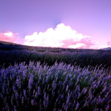 Campos de lavanda bajo un cielo púrpura con nubes rosas al fondo.