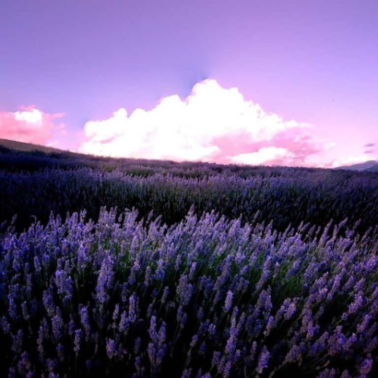 Campo de lavanda de los Pirineos Cal Margarit