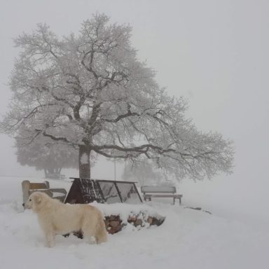 Perro blanco junto a un árbol en un paisaje nevado y nublado.