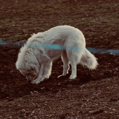 Perro blanco hurgando en el suelo en un entorno natural.