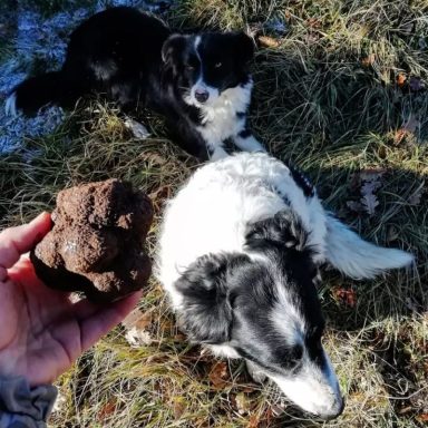 Una mano sostiene una piedra mientras dos perros, uno negro y otro blanco, están al fondo.