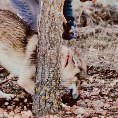 Perro cazador olfateando un árbol en un entorno natural.
