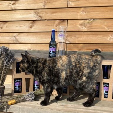Gato tortuga frente a botellas y un vaso, con un fondo de madera.