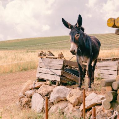 Burro negro de pie sobre una estructura de madera en un campo abierto.