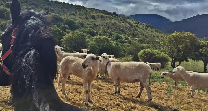 Un pasto con ovejas y un caballo en primer plano, rodeado de montaña.