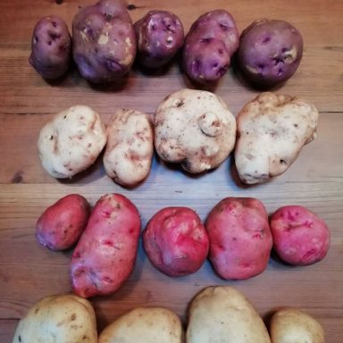Varias patatas de diferentes tipos y colores dispuestas en filas sobre una superficie de madera.