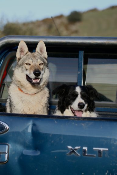 Dos perros asomándose por la ventana de una camioneta, uno gris y otro blanco y negro.