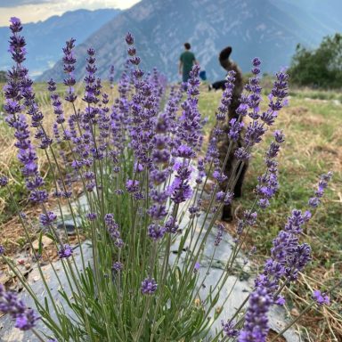 Lavanda morada en primer plano, con personas y montañas al fondo.